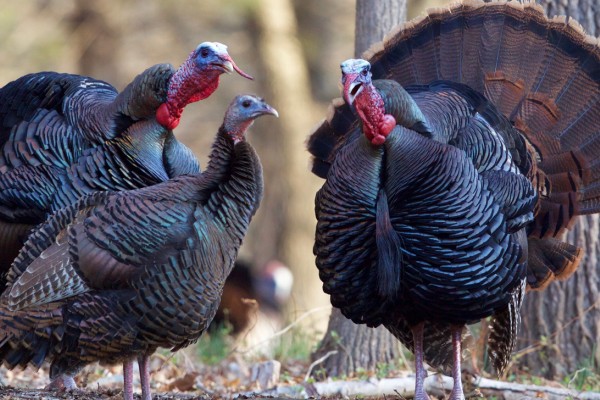 Spring turkey hunting available close to The Hideout