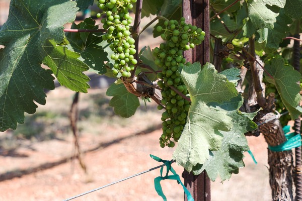 Best Wineries in Central Texas Hill Country