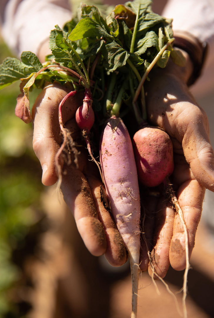 Radishes from The Hideout Garden