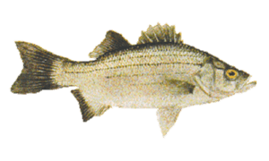 White Bass