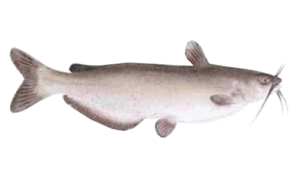Channel Catfish