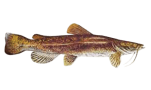 Flathead Catfish