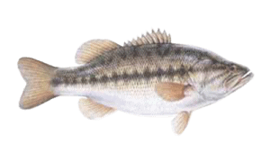 Largemouth Bass
