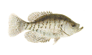 White Crappie