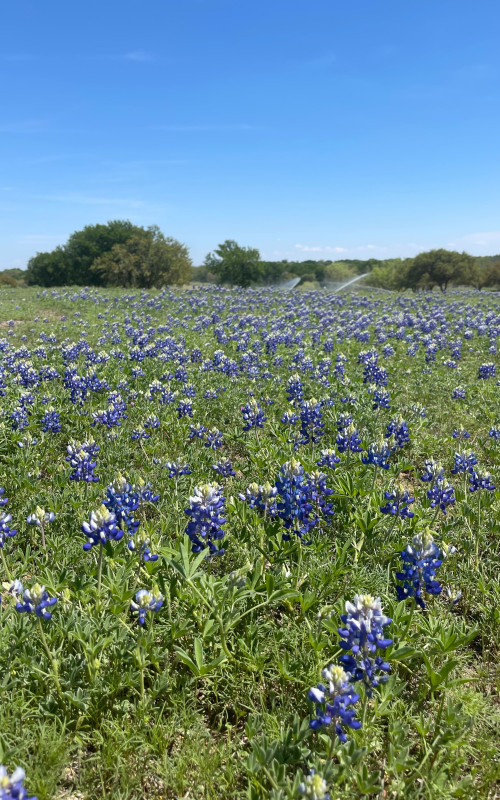 field of purple flowers