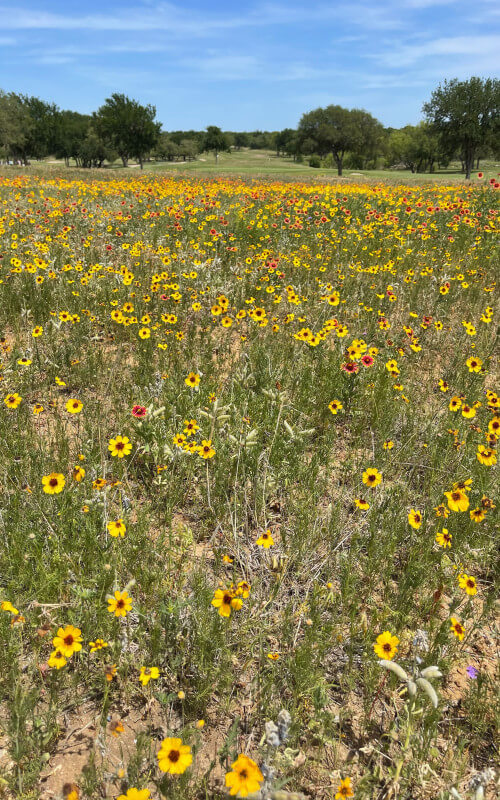 field of yellow flowers