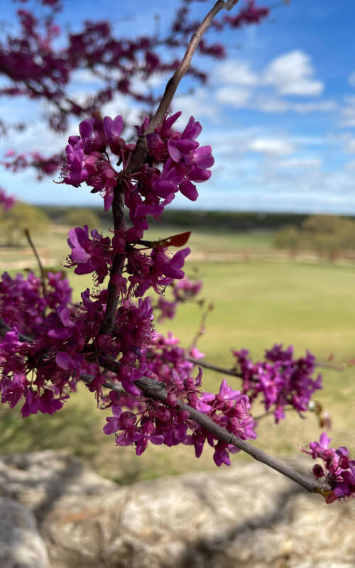 bright purple flower